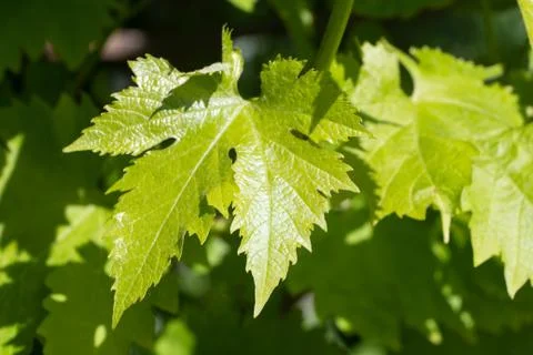 Leaves of vine Stock Photos