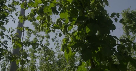 Leaves in a vineyard  Vídeo Stock 81975476