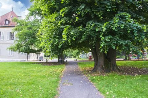 Leaves on walking path by the big tree in Geneva Stock Photos