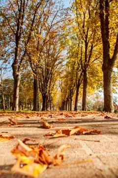 Leaves on walkway in fall Foto stock
