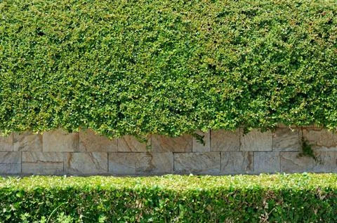 Leaves wall background with stone Foto stock