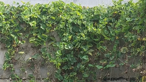 Leaves on Wall Stock Footage 307602702