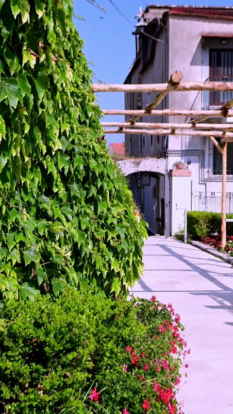 Leaves wall 스톡 동영상 312511844