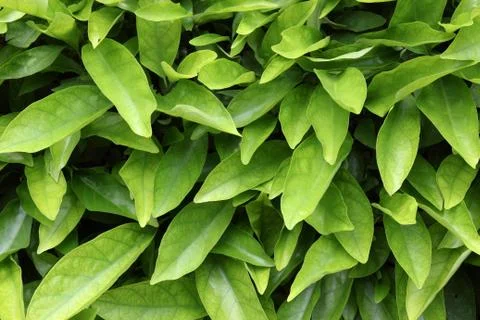 Leaves wall Stock Photos