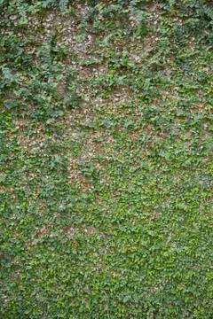 Leaves wall Stock Photos