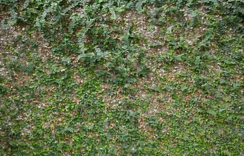 Leaves wall Stock Photos