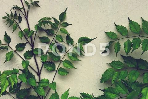 Leaves in wall Stock Photos