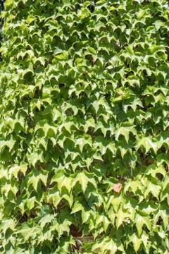 Leaves on the wall. Stock Photos