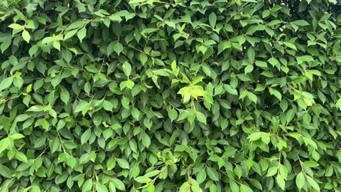 Leaves wall sways gently in wind with layered green foliage Stock Footage 312855336