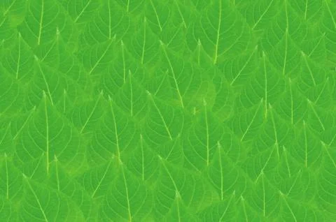 Leaves wallpaper Stock-Fotos