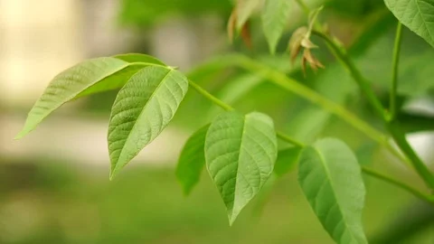 The leaves of the walnut are swaying in the wind. Slow motion Video stock 77224862