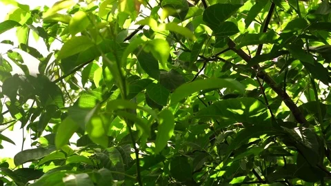 Leaves of the walnut are swaying in the wind. Slow motion Stock Footage