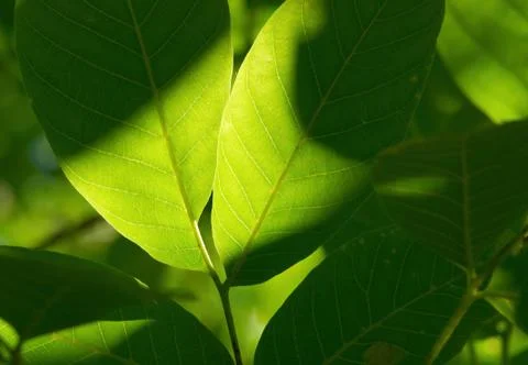 The leaves of walnut Stock Photos