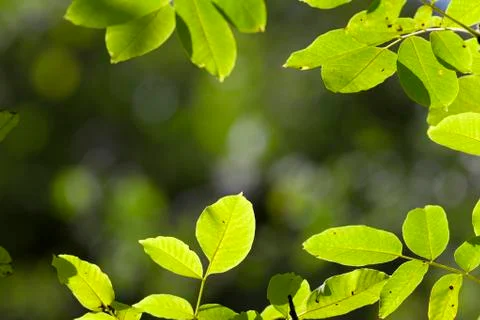 Leaves of a walnut. Stock Photos