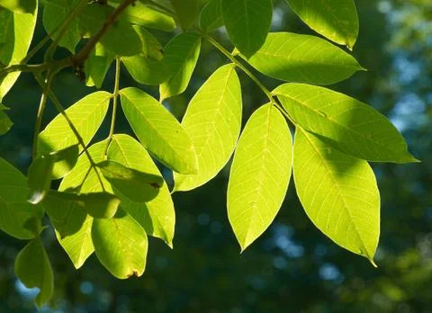 The leaves of walnut with raindrops Stock Photos