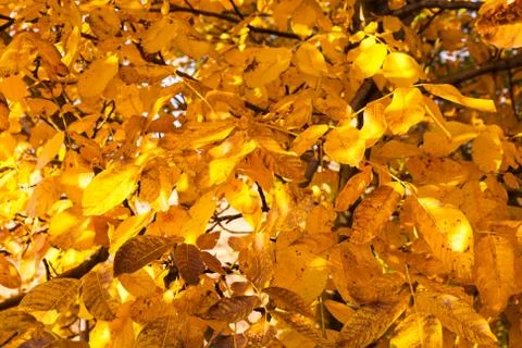 Leaves of walnut tree Stock Photos