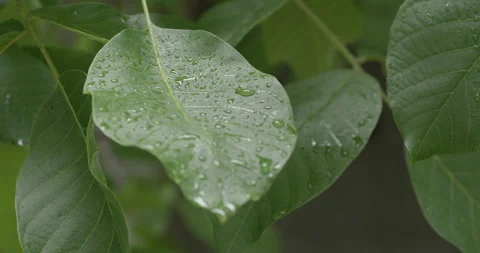 The leaves of a walnut tree sway in the wind after rain. 스톡 동영상 280261245