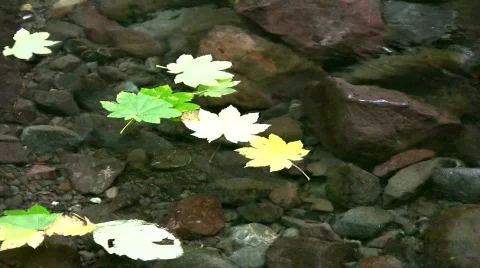 Leaves in water 2 Video stock 381144