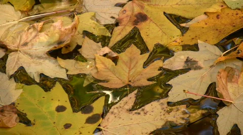 Leaves on water 2 Video stock 381148