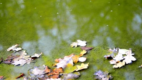 Leaves on water and reflection Video stock 141880634