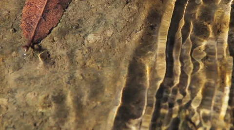 Leaves in water, beautiful background Video stock 48489033