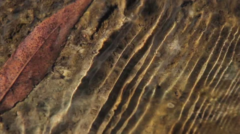 Leaves in water, beautiful background Stock Footage 48490919