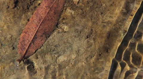 Leaves in water, beautiful background Stock Footage 48491253