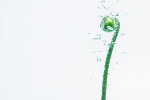Leaves in the water with bubbles White background Stock Photos