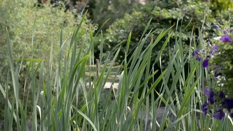 Leaves of Water Cane Stock Footage 104012939