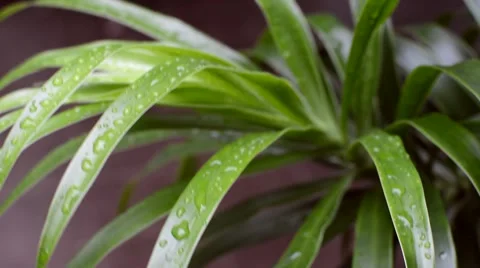 Leaves with Water Drops Видео 49673437