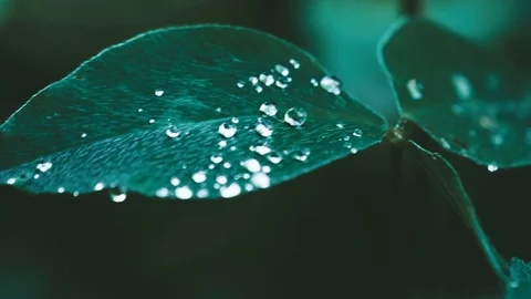 Leaves with water drops Stock Footage 76943688