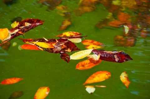Leaves in water fall Stock Photos