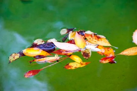 Leaves in water fall Stock Photos