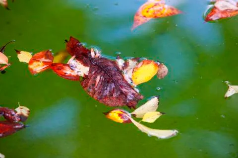 Leaves in water fall Stock Photos