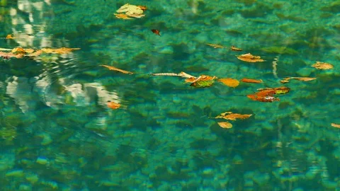 Leaves in water flowing by, close up Stock Footage 85966313