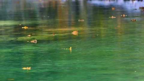 Leaves in water flowing by Stock Footage 85106142