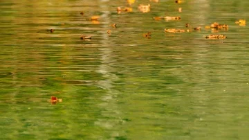 Leaves in water flowing by Stock Footage 85964002