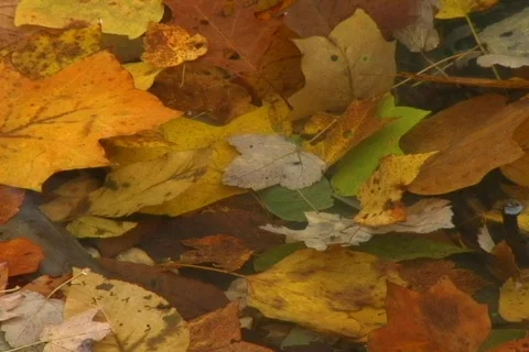 Leaves in water Stock Footage 282281