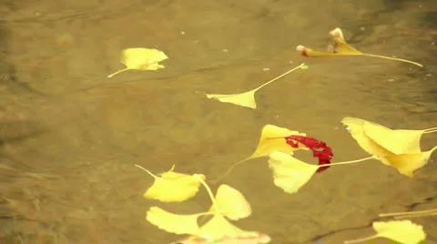 Leaves on water Stock Footage 978898