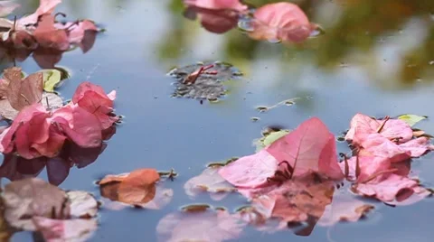 Leaves in water Stock Footage 8051882