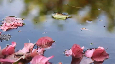 Leaves in water Stock Footage 8058531