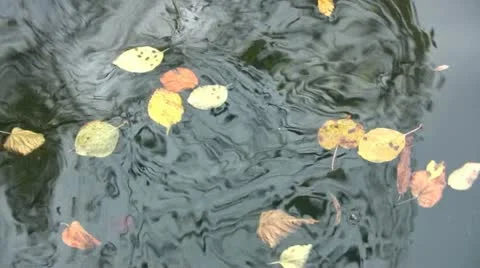 Leaves on the water Видео 12329548