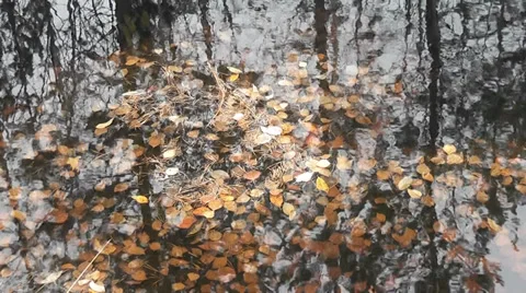 Leaves in water Stock Footage 28622269