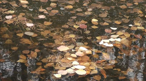 Leaves in water Stock Footage 28627113