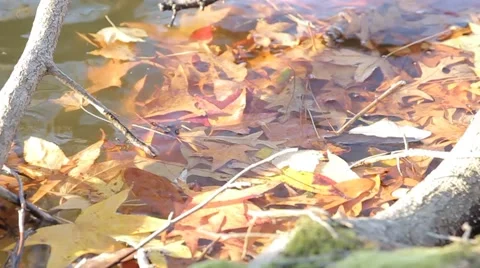 Leaves in the Water Stock Footage 50455571