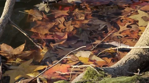 Leaves in Water Stock Footage 50455785