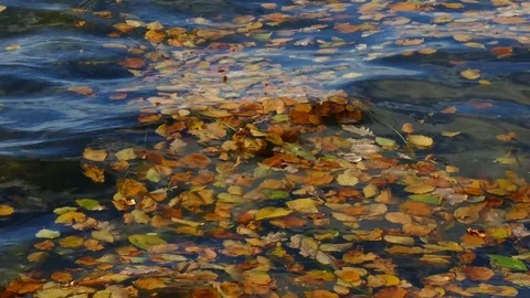 Leaves in the water 動画素材 72904638