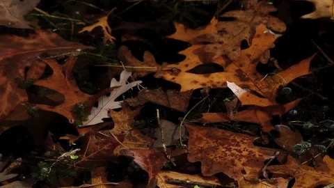 Leaves in water Video stock 94312279