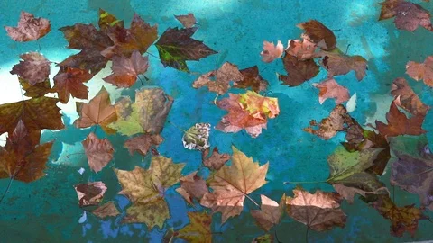 Leaves in water Stock Footage 97450920