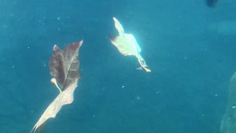 Leaves in Water Stock Footage 98133836